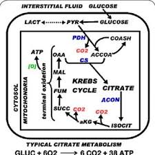 A Metabolic Chart Of The Pathways Of Intermediary Metabolism