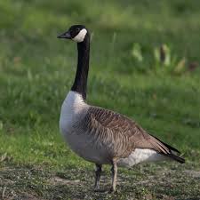 Manchmal, wenn die enten anfangen, eier zu legen, wird festgestellt, dass einige eier ohne schalen erscheinen. Kanadagans Wikipedia