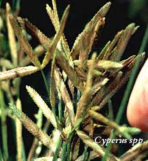 Image result for Cyperus platycaulis