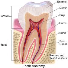 A root canal problem may be treated by a general dentist or by an endodontist. Ask The Dentist A Helpful Guide To Root Canal Treatment Capstone Dental