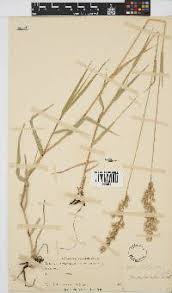 Image result for Schmidtia pappophoroides