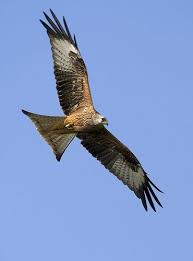 Let S Go Fly A Kite Go Fly A Kite Birds Flying Birds Of Prey