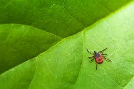 Kann die beissen oder giftig sein oder gibt es sowas nur im amazonas? Dornfingerspinne In Deutschland So Giftig Ist Ihr Biss