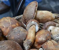 Image result for Boletus projectelloides