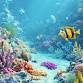 Ability Diverse Program- Under the Sea event in Bundaberg Central QLD