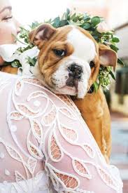 Kopek Resimleri Yavru Kopek Resimleri Dog Tumblr Goruntuler Ile Yavru Kopek Pitbull Kopek