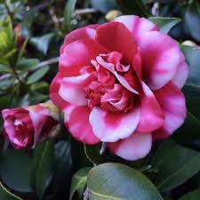 Camellia Japonica Marchioness Of Salisbury Met Afbeeldingen Planten