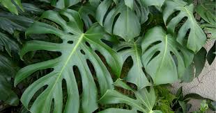 Monstera Fensterblatt Richtig Pflegen Mein Schoner Garten