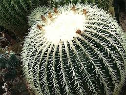 Cactus have spines (modified leaves) rather than thorns. Cactus Cactus And Succulent Identification And Care
