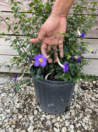 Image result for Thunbergia laborans