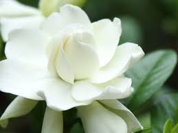 Riesenauswahl an werkzeug und baumaterial. Buy The Best Gardenia Cape Jasmine Shrubs Bushes Plants For Sale Online From Wilson Bros Gardens Since 1989