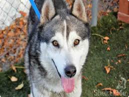 Be at least 18 years old. Siberian Husky Dog For Adoption In South Lake Tahoe Ca Adn 765565 On Puppyfinder Com Gender Male Age Young Dog Adoption Siberian Husky Dog Humane Society
