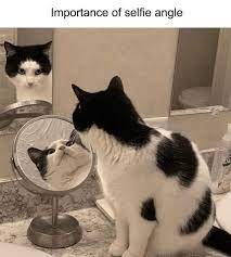 60 Try Not To Laugh Extremely Funny Animal Pictures To Make You Lol Justviral Net Funny Cat Pictures Funny Animal Pictures Funny Animals