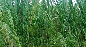 Image result for Phragmites karka