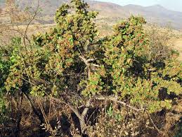 Image result for Psorospermum febrifugum