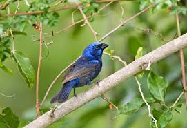 Learn these fun facts about these amazing birds! Blue Birds With Long Tail Feathers Amazing Animals