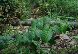 Image result for Allophylus