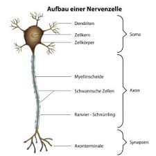 Aufgaben Und Aufbau Einer Nervenzelle Ratgeber Nerven