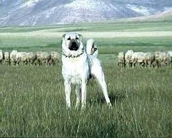 Land Of The Sun Kurdistan Kangal Dog Anatolian Shepherd Dog Large Dog Breeds