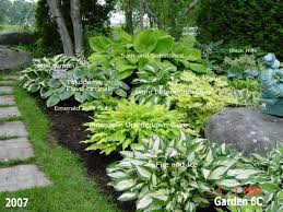 Papou S Image Hosta Gardens Plants Shade Plants