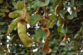 Image result for Piliostigma thonningii