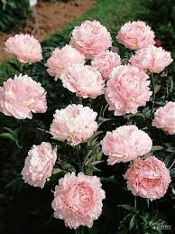 Peonies Garden Growing Tips Flowersandflowerthings Peonies Garden Growing Peonies Florida Plants