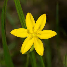 Image result for Hypoxis nyasica