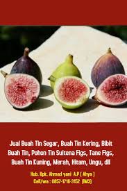 Dah pernah rasa buah tin segar? Harga Buah Tin Segar Kering April 2021 0857 1716 3152 Im3 Buah Pohon Buah Daun