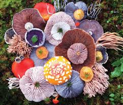 Resultado de imagen para hongos