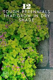 12 Tough Perennials That Grow In Dry Shade Most Even Bloom Shade Landscaping Shade Garden Plants Shade Plants