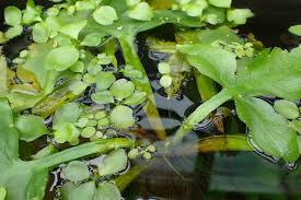 Image result for Parkeriaceae