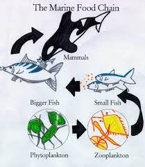 Rantai makanan adalah perpindahan energi makanan dari sumber daya tumbuhan melalui seri organisme atau melalui jenjang makan. Simplified Ocean Food Chain Can You Create Your Own Food Chain Ocean Food Web Biomes