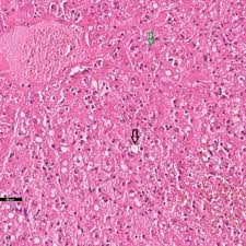 Image result for Senecio maranguensis