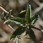 Image result for Cyphostemma glandulosissimum