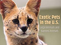 Through that process you should be able to find reliable, ethical breeders or adoption groups. Which Exotic Pets Are Legal In The United States Pethelpful