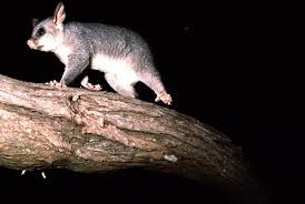 Their urine smells strong and often leaves stains behind. Possum An Ecological Nightmare New Zealand Geographic