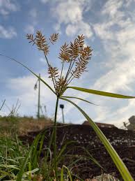 Image result for Cyperus esculentus