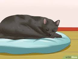 How can i keep my cats off counters and tables? 3 Ways To Prevent Cats From Jumping On Counters Wikihow