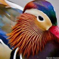 Manhattan Mystery, Where Did the Mandarin Duck Come From? – Naomi M. Gruer