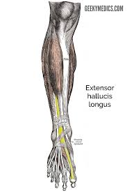 The muscle is also a powerful knee flexor. Muscles Of The Lower Leg Anatomy Geeky Medics