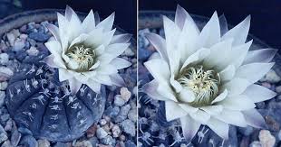 This cactus blooms only about 24 hours per year, and this is a rare shot just as it begins to open. This Rare Moonlight Cactus Only Blooms Once A Year You Can Watch It Live Tonight Assignment Point