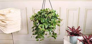 Loamy soil allows excess water to drain through to. Peperomia Costa Farms