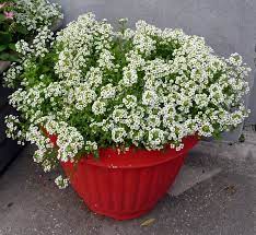 Pin On Gardens In Containers