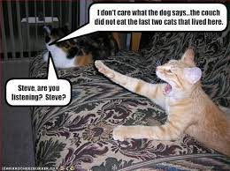 I Don T Care What The Dog Says The Couch Did Not Eat The Last Two Cats That Lived Here Cats Funny Animals Cute Funny Animals