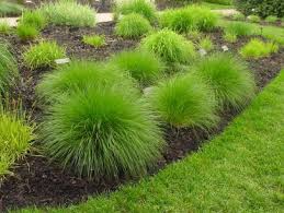 Different types of grass thrive in different conditions, so it is important to pick a variety adapted to your location. Types Of Ornamental Grasses Diy