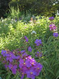 Image result for Dissotis