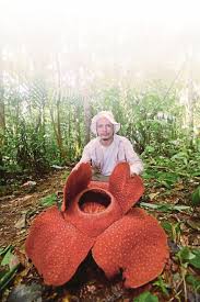 Indonesia merupakan salah satu negara yang memiliki kekayaan alam yang melimpah. Rafflesia Berisiko Pupus
