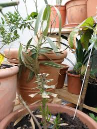 Zamrznjeni poganjki so videti rjavi in se izsušijo, zato jih morate močno. Totgeglaubter Und Erfrorener Oleander Zum Leben Erwacht Treffpunkt Stammtisch Green24 Pflanzen Garten Forum