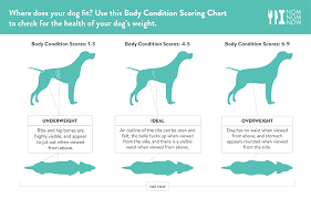 24 rational labrador growth chart kg