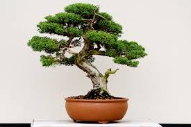 Chinese elm bonsai imported from chinese nurseries where the imported from chinese nurseries where the branches have been trained for years, the brussel's bonsai chinese elm bonsai is a deciduous tree with intricate twigging on secondary branches complemented by small leaves. Beer Made With Bonsai Trees Style Living